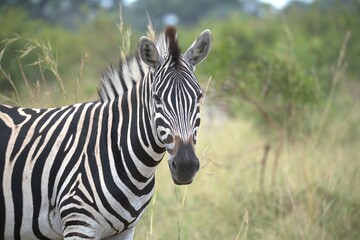 Naklejka premium zebra in the wild