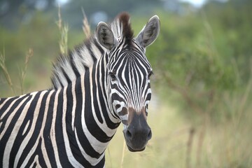 zebra in the wild