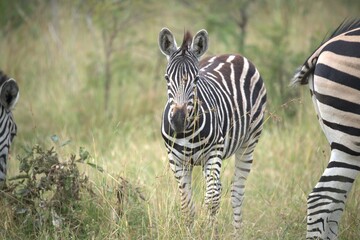 zebra in the wild
