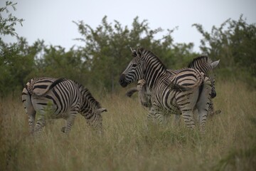 zebra in the wild