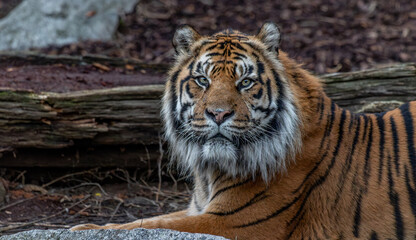 A powerful Sumatran tiger male stares directly into the camera with intense eyes, showcasing his strength, majesty, and the raw beauty of one of the rarest big cats on Earth.
