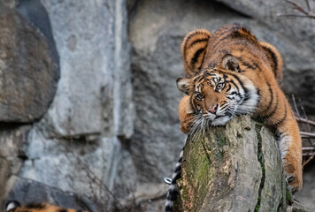 A cute Sumatran tiger cub rests on a tree branch with rocky background behind, blending innocence and wild beauty in a rare glimpse of this endangered species' early life.
