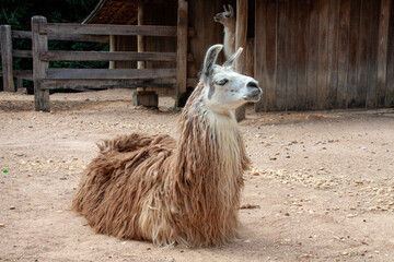 A brown and beige llama (Lama glama) seated on a dirt ground, with another light-furred llama...