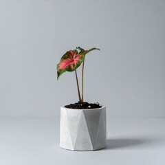 Fototapeta premium 落ち着いたマットグレーの背景と、コンクリート鉢に植えられたシンゴニウムがシンプルに置かれ、力強さと静けさを持つストイックな空間演出