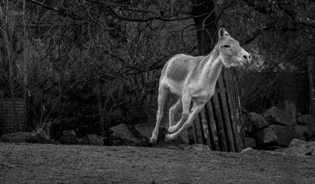Donkey's Joyful Leap: A captivating image of a donkey joyfully leaping in a grassy field, its posture and stride embodying movement and energy.-Turkmenian kulan (Equus hemionus kulan)