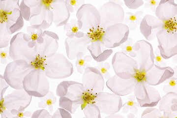 Flowers of apple and bird cherry on a white background, beautiful postcard, pattern