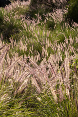 Pennisetum setaceum