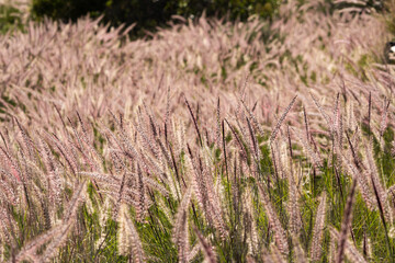 Fototapeta premium Pennisetum setaceum