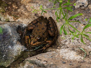Rana draytonii