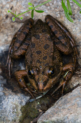 Rana draytonii