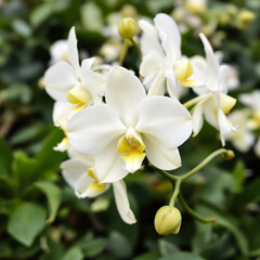Obraz premium close-up of several white phalaenopsis orchids with yellow centers