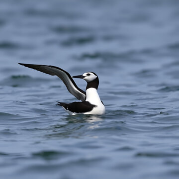 Accouplement de guillemots