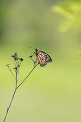 Close up shot of Butterfly on a small branch of the dry plant .