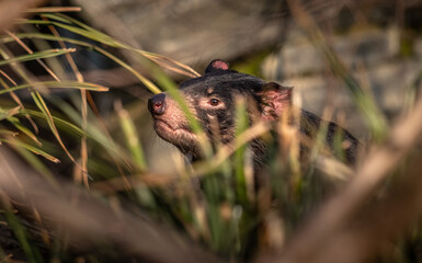 Tasmanian devil (Sarcophilus harrisii) hidden in grass, only the head visible. Sunlight highlights its nose, creating a striking contrast and intense mood in the natural setting.
