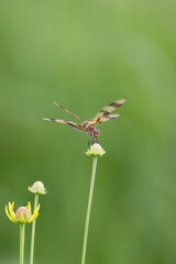 Close up view of dragonfly on a small plant allium flower bud stem.