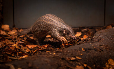 Chinese pangolin (Manis pentadactyla) captured in natural surroundings. The scale details stand out against the forest floor, highlighting this endangered and elusive nocturnal mammal.
