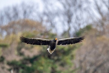 冬枯れの山をバックに悠然と飛ぶオオワシ