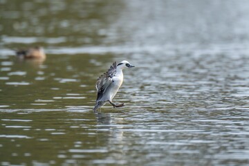 ミコアイサ オスの着水シーン