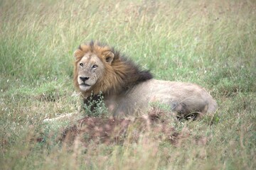 Lion in wild savanna , animal of africa
