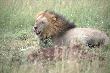 Lion in wild savanna , animal of africa
