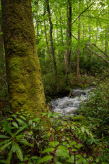 Obraz premium Springhouse Branch Creek Runs through Green Forest