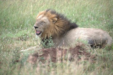 Lion in wild savanna , animal of africa