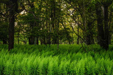 Swaying Ferns in Forest Floor in Shenandoah