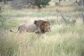 Lion in wild savanna , animal of africa