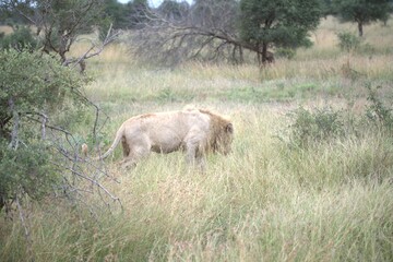 Lion in wild savanna , animal of africa