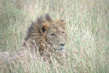 Lion in wild savanna , animal of africa