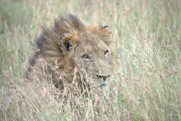 Lion in wild savanna , animal of africa