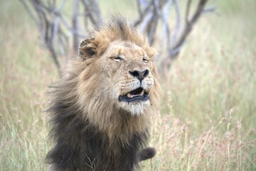 Lion in wild savanna , animal of africa