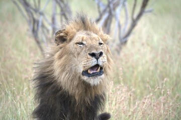 Lion in wild savanna , animal of africa