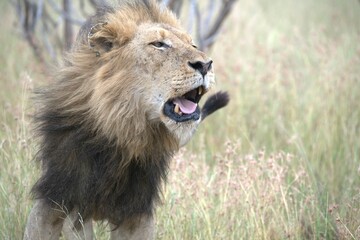 Lion in wild savanna , animal of africa