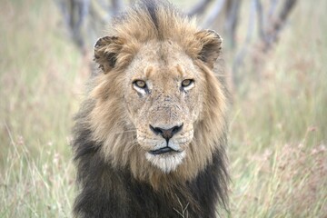 Lion in wild savanna , animal of africa