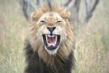 Lion in wild savanna , animal of africa