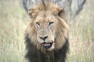 Lion in wild savanna , animal of africa