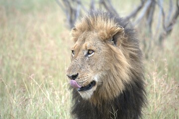 Lion in wild savanna , animal of africa