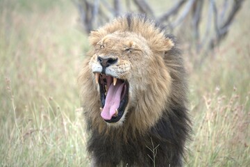 Lion in wild savanna , animal of africa