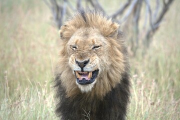 Lion in wild savanna , animal of africa
