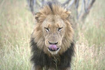 Lion in wild savanna , animal of africa