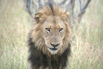 Lion in wild savanna , animal of africa