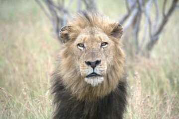 Lion in wild savanna , animal of africa