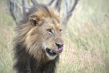 Lion in wild savanna , animal of africa