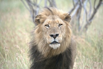 Lion in wild savanna , animal of africa