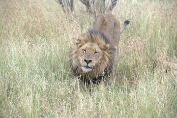 Naklejka premium Lion in wild savanna , animal of africa