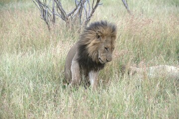 Lion in wild savanna , animal of africa