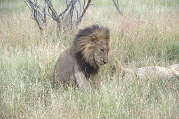 Lion in wild savanna , animal of africa