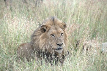 Fototapeta premium Lion in wild savanna , animal of africa