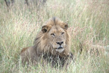 Lion in wild savanna , animal of africa